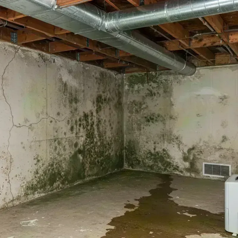 Professional Mold Removal in Cimarron Hills, CO